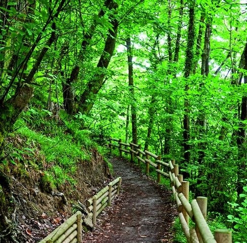 Image Senda Verde Foyoso. PR-AS 242